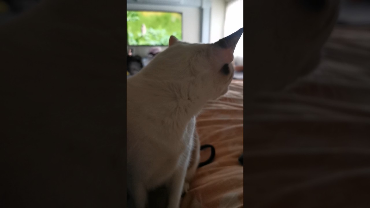cat gets bird TV time 