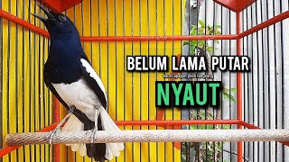 SUARA BURUNG kacer gacor NGEPLONG tarung ini paling ampuh buat PANCINGAN KACER agar EMOSI NYAUT