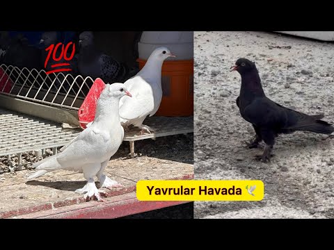 BEYAZLARIN İLK UÇUMU & ARAP YAVRU KORKUTTU - Taklacı Güvercin Oyunkuşu