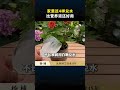 4 Magic Waters for Flower Cultivation: Say Goodbye to Yellow Leaves