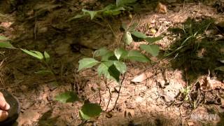 Nature Camp| NC Now | UNC-TV