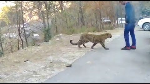 Himachal Pradesh (original)| Leopard playing with humans- viral video