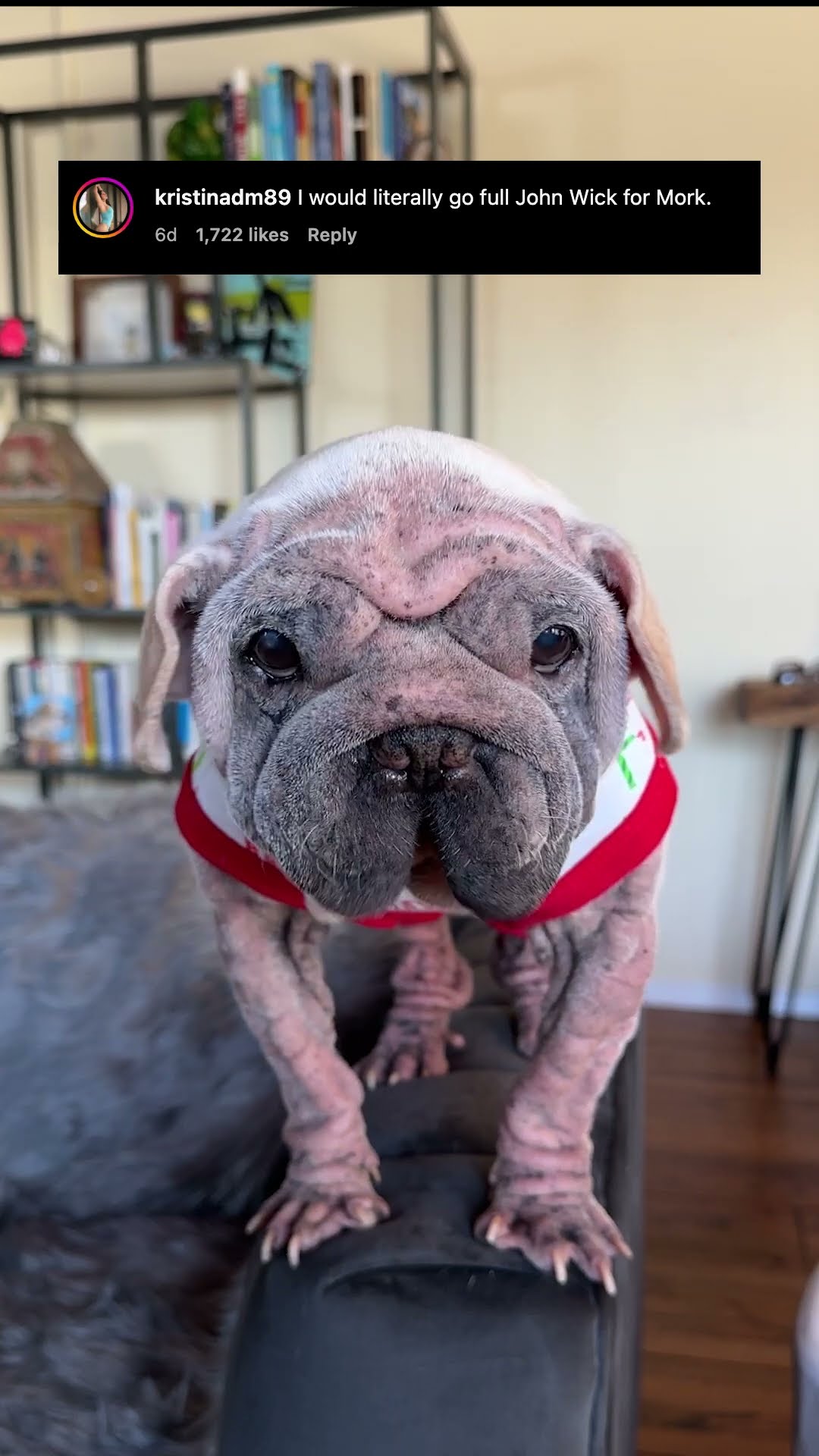 Puppy Who Was Bullied Online Reacts To Kind Messages From Dodo Fans | The Dodo