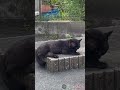 ふてぶてしい 野良猫やまと君 lucky Black stray CAT #straycat #のら猫 #野良猫 #猫動画 #地域猫 #さくらねこ #流浪貓 #流浪猫