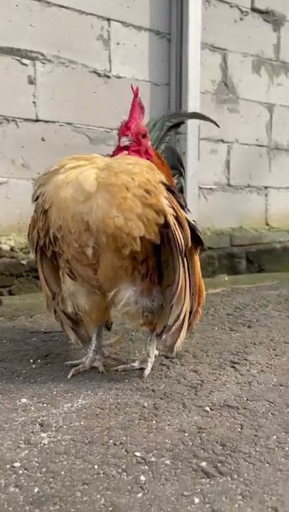 ayam serama berkokok