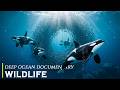 Ocean Wildlife: A World That Doesn’t Belong to Us (Full Documentary)