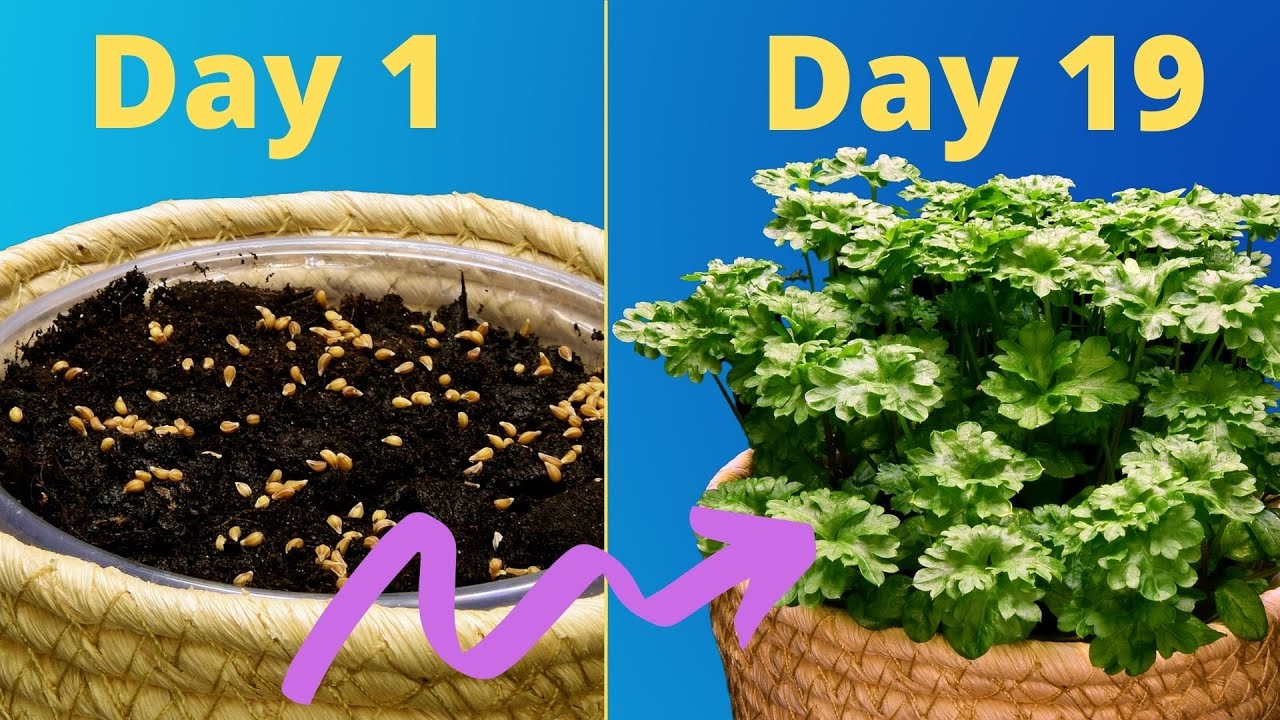 PARSLEY GROWING GUIDE: Seed to Harvest