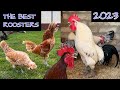 The best roosters 2023  die schnsten hhne im wettkrhen crowing roosters various chicken breeds