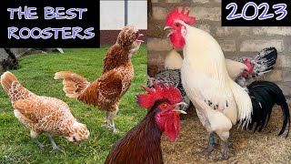 The best roosters 2023 - Die schönsten Hähne im Wettkrähen! Crowing roosters various chicken breeds