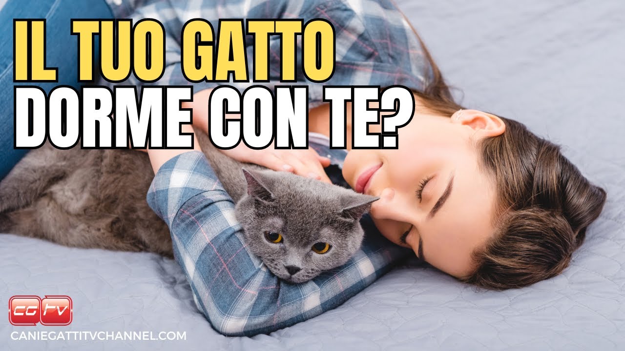 5 ragioni perché il tuo gatto dorme con te
