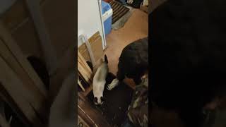 Siamese cat - Simba checks that Tuman has dinner. Wachtelhund.