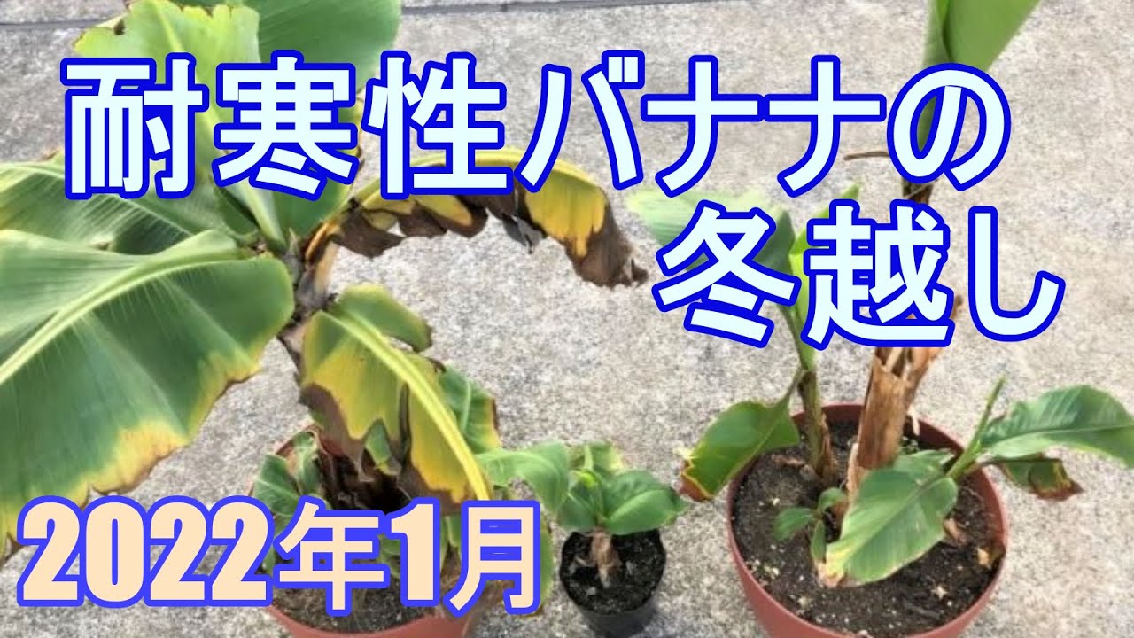 耐寒性バナナの冬越し 2022年1月 - YouTube 耐寒性バナナの冬越し 2022年1月 - YouTube