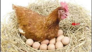 SOUND EFFECT SUARA AYAM BETINA PETOK-PETOK | HEN'S VOICE | FREE ROYALTI