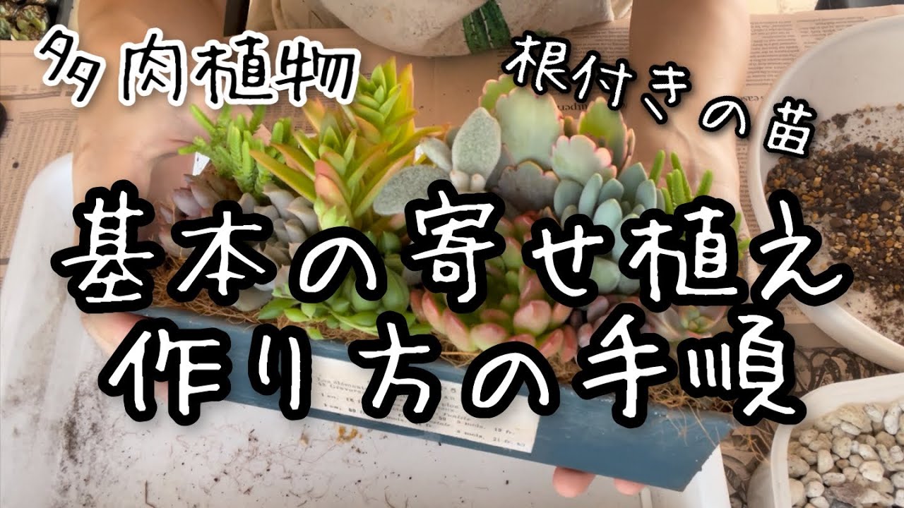 【多肉植物】寄せ植えの作り方の基本