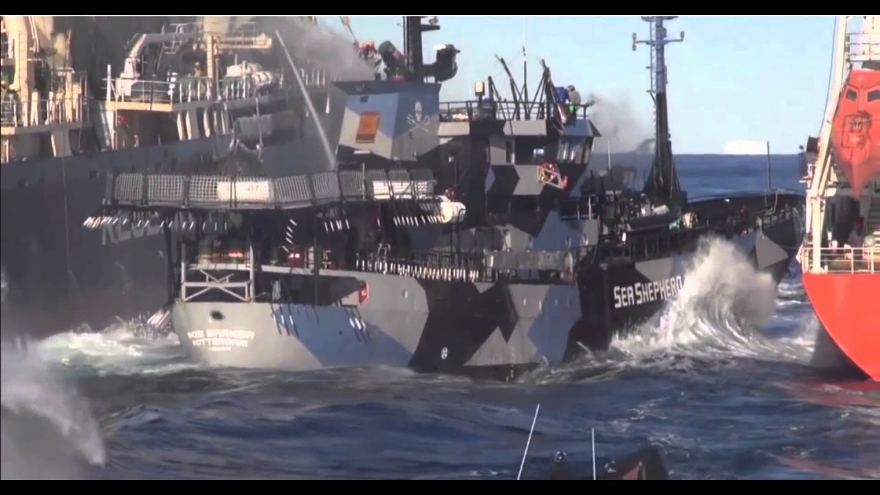 Bob Barker & The Sea Shepherd ||They're destroying us Whale Wars