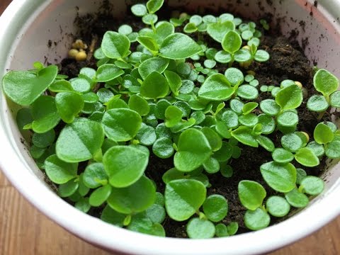 Video: Sowing Peperomia Seeds - Koj tuaj yeem loj hlob Peperomia los ntawm noob