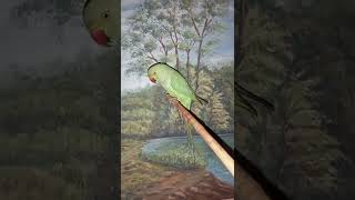 #mittu #talking #green #cute #bird #parrot  ringneck parrot talking bird screenshot 5
