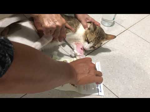 Video Rửa vết thương cho chú mèo bị cắn sưng chân - youtube