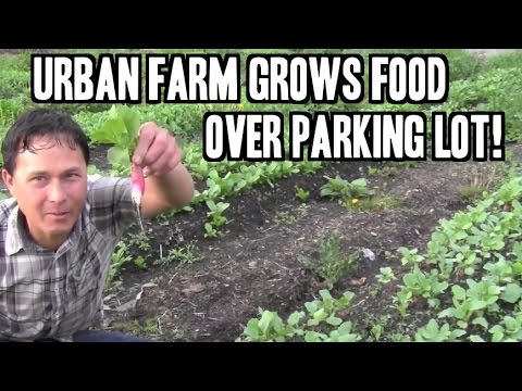 Urban Farm Grows