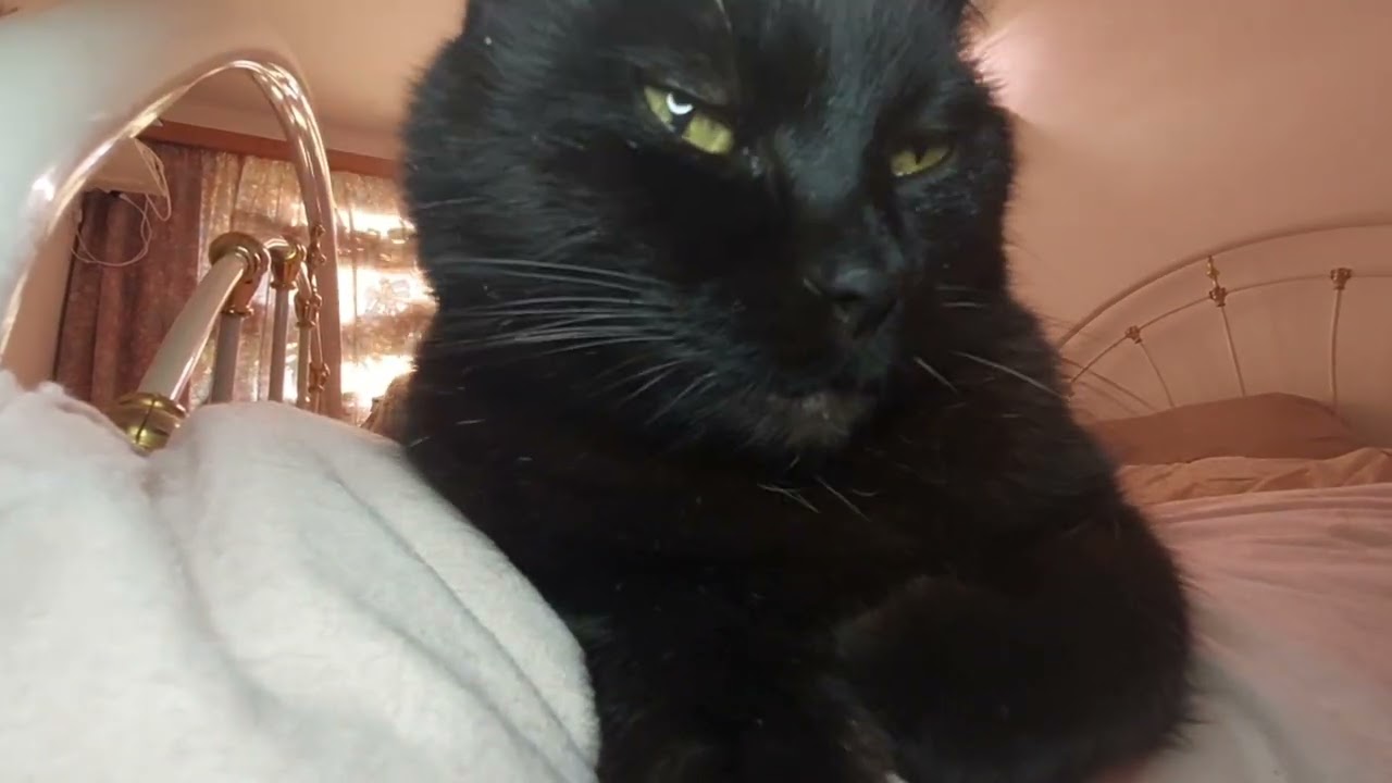 One Minute Of Peace With My Sweet Senior Cat | Mindful Minute | The Bini