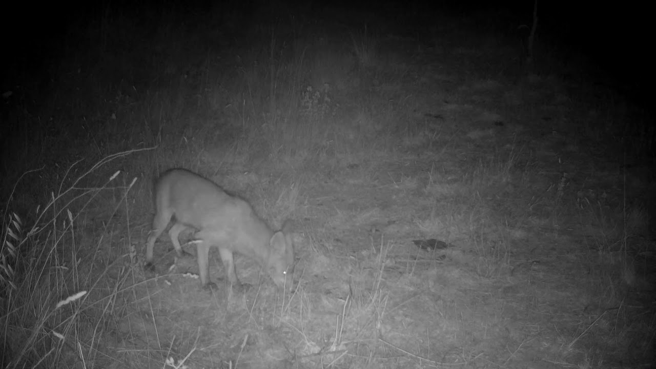 Fox Visiting My Iberian Magpie Feeding Area 