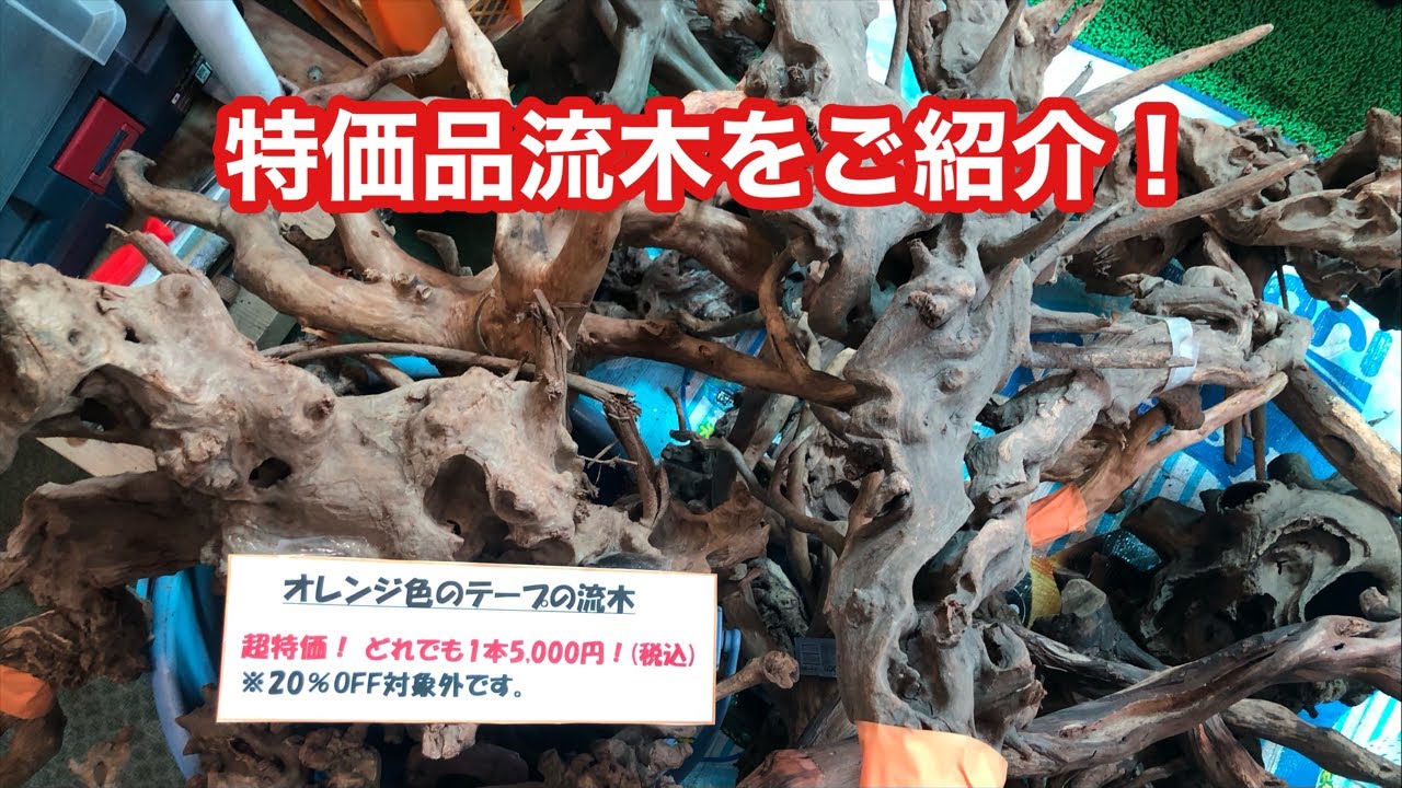 大きめサイズ中心、特価品の流木をご紹介！ - YouTube