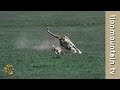 Cheetah high speed Gazelle hunt  | CLASSIC WILDLIFE