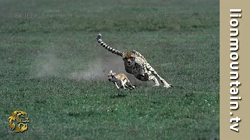 Cheetah 🐱 high speed Gazelle hunt  | CLASSIC WILDLIFE