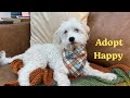 Meet Happy! The sweetest, most wobbly boy ever!