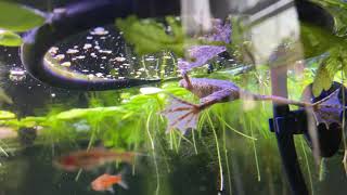 African Dwarf Frog Surface Feeding by Distantgem 76 views 2 years ago 26 seconds
