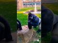 This Gorilla Wasn’t Ready for THAT Pepper 🌶️🤣#Gorilla #SpicyChallenge #FunnyAnimals #ViralShorts