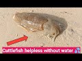 Cuttlefish cuttlefishhelplesswithoutwater asifvlog