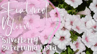Featured Bloom: 'Silverberry' Supertunia Vista