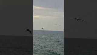 who loves #pelicans? I do! #birds #gulfcoast #emeraldcoast #florida #satlife #salttherapy #waves