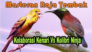 Masteran Raja Tembak Kolaborasi Kenari Vs Kolibri Ninja