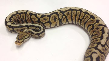 Morphs 101 - Advent Day 15 (Powerball)