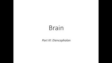 Brain: diencephalon
