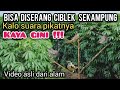 Suara PIKAT CIBLEK Ribut Tarung||Suara Pikat Ciblek Andalan @Ismailblusukan