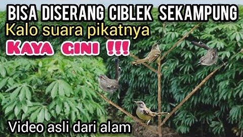 Suara CIBLEK Ribut Didalam Liar 
