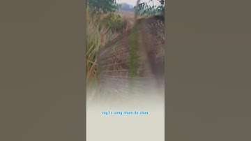 Đặt chuột cống nhum mà nó lạ lắm