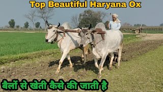 बैलों से खेती करके लाख रुपये महीना कमाने वाला किसान👌 #Top_Haryana_Breed_Ox_Pair 👍