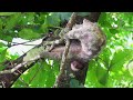 WILD AMAZON | Mysteries of the Supreme Predators | Nature Animal Documentary