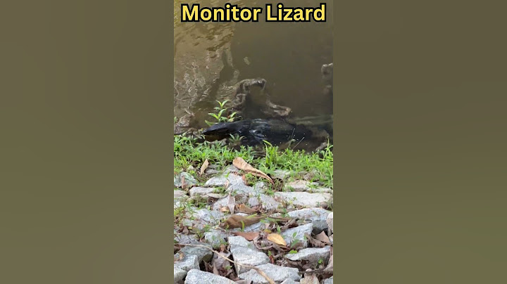 Monitor Lizard Punggol #singapore #新加坡