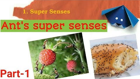 NCERT Class 5 EVS|ch.1 super senses (part 1)