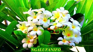 NGALUFANIFO - KAKALA TAPU