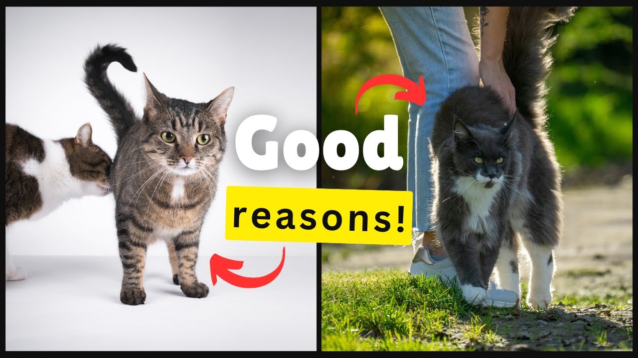 Why Cats Always Show Their Butt! 💡