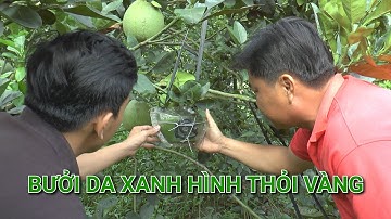 BƯỞI DA XANH HÌNH THỎI VÀNG, GIỌT NƯỚC SẴN SÀNG ĐÓN TẾT | HAI LÚA TV