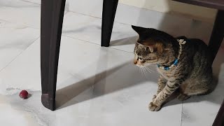 Funny Cat Naughty Cat New Cat Video