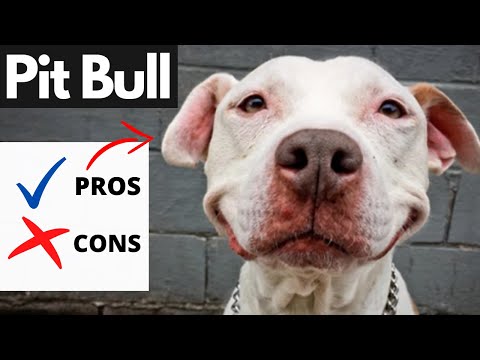 Video: Pitbulls ca câini de familie