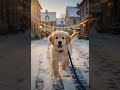 Прогулка по снегу ❄️A Walk Through the Snow 🐶🐩🐕 #смешные #funny #собака #dog